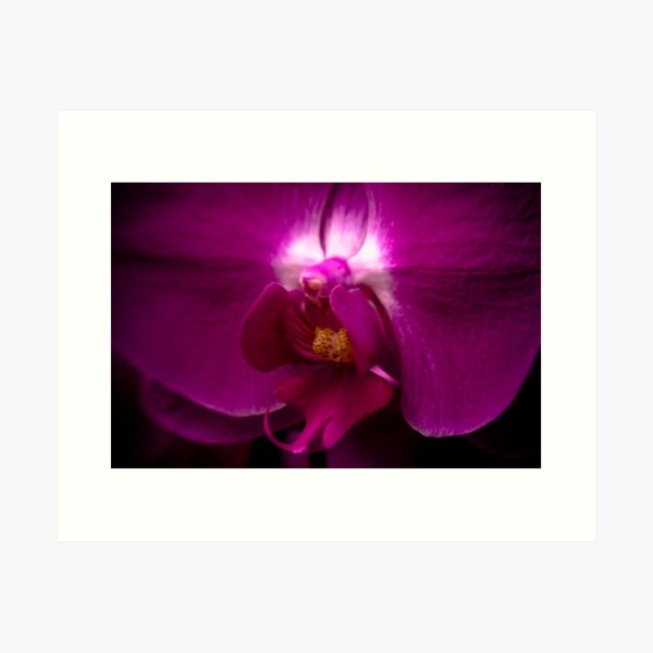 Orchid Face Art Print