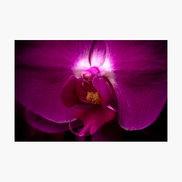 Orchid Face Photographic Print