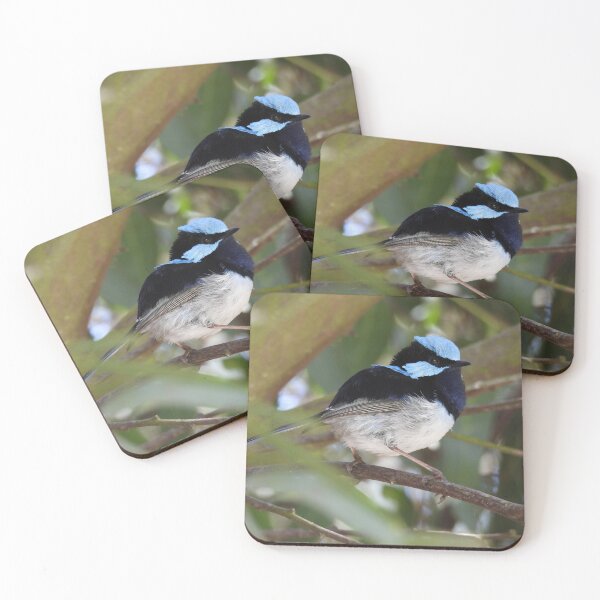 Item preview, Superb fairywren at the Laratinga Wetlands 2 designed and sold by Claire L Page Photography.
