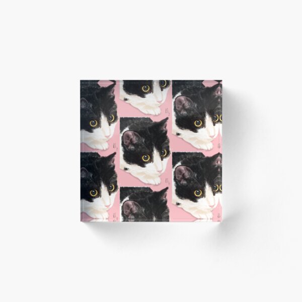 Black and White Cat on a Pink Background Acrylic Block