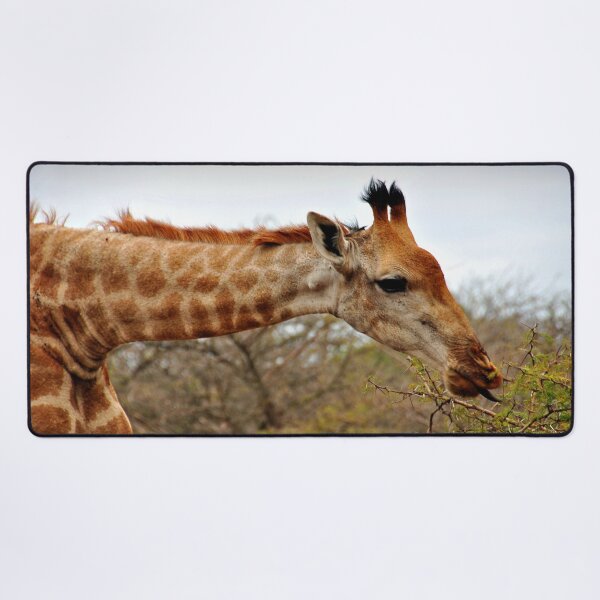 Item preview, Giraffe Zulu Nyala Game Reserve South Africa designed and sold by AndyEvansPhotos.