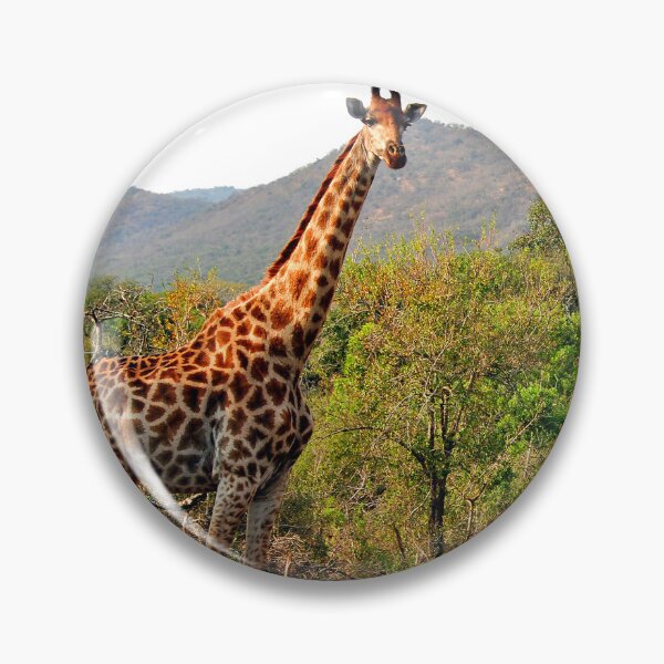 Item preview, Giraffe Zulu Nyala Game Reserve South Africa designed and sold by AndyEvansPhotos.