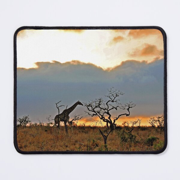 Item preview, Giraffe Zulu Nyala Game Reserve South Africa designed and sold by AndyEvansPhotos.