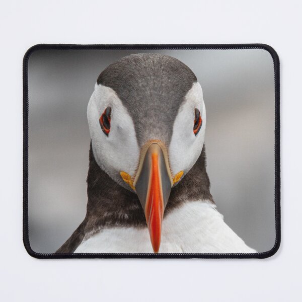 Item preview, Contemplative Puffin designed and sold by Julie Wilkinson.