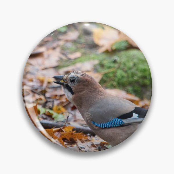 Item preview, These nuts are all mine. Eurasian jay designed and sold by Jouko Lehto Photography.