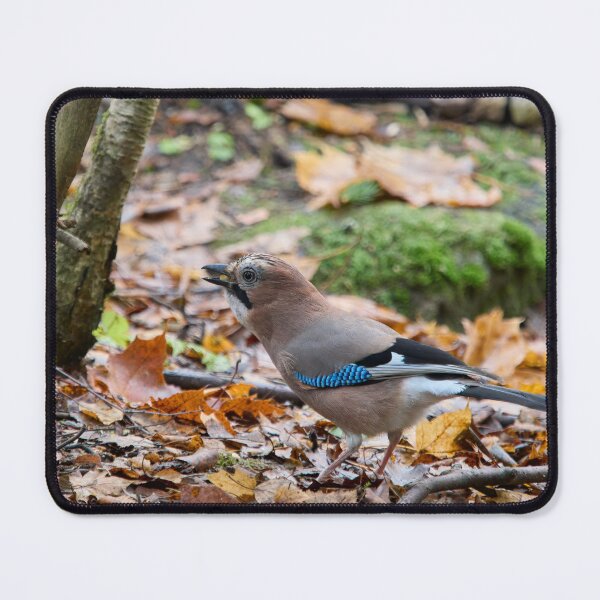 Item preview, These nuts are all mine. Eurasian jay designed and sold by Jouko Lehto Photography.