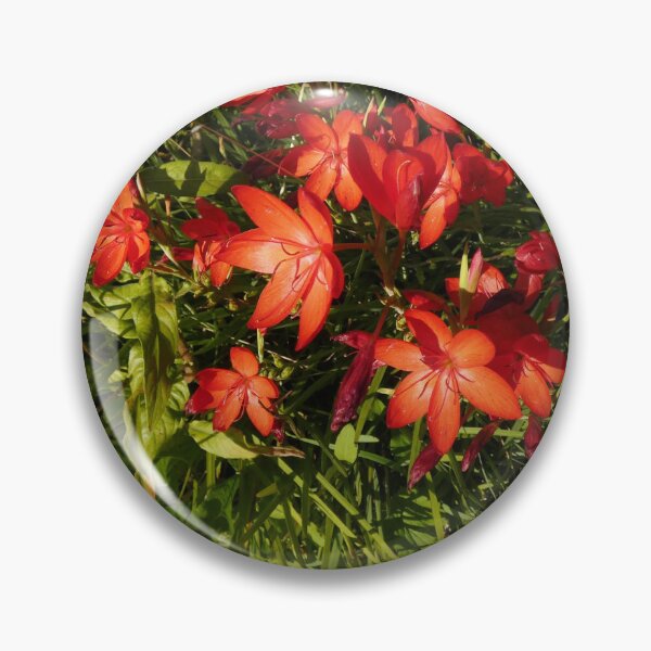 Item preview, Kaffir Lilies designed and sold by lezvee.