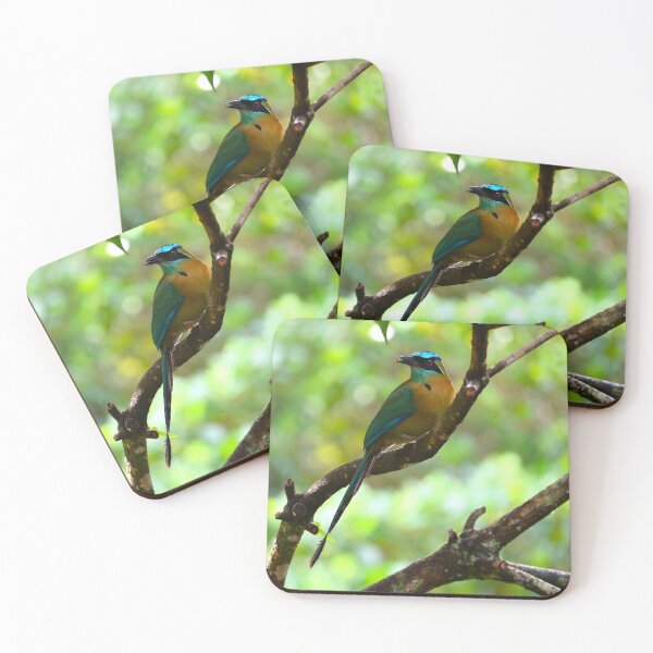 Item preview, Blue Crowned Motmot Panama Bird Photography designed and sold by Alvaro-Miranda.