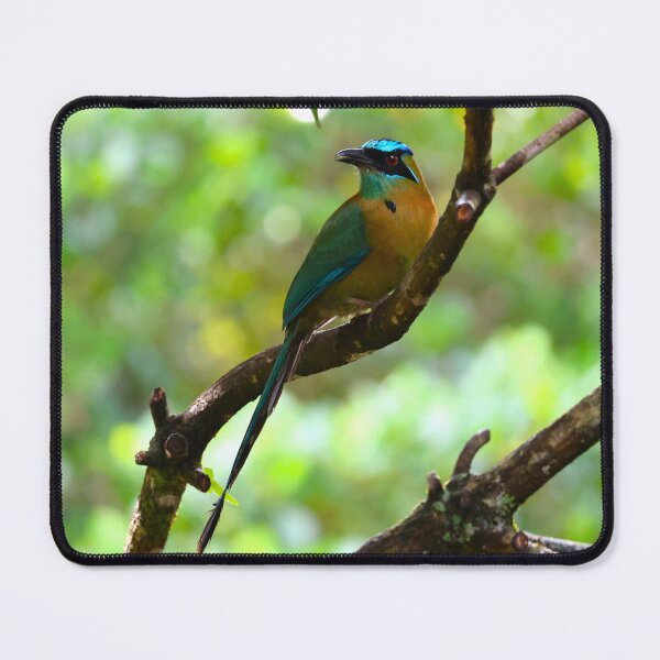 Item preview, Blue Crowned Motmot Panama Bird Photography designed and sold by Alvaro-Miranda.