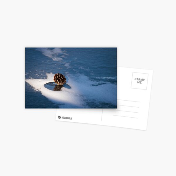 Pine Cone on Frozen Lake Postcard