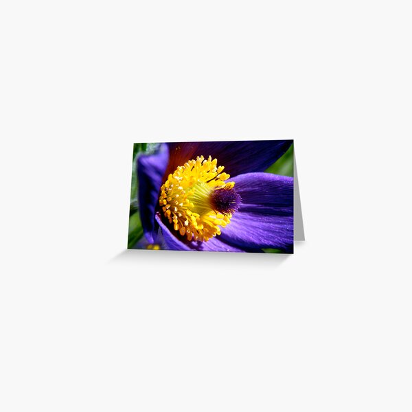 Pulsatilla Purple Greeting Card
