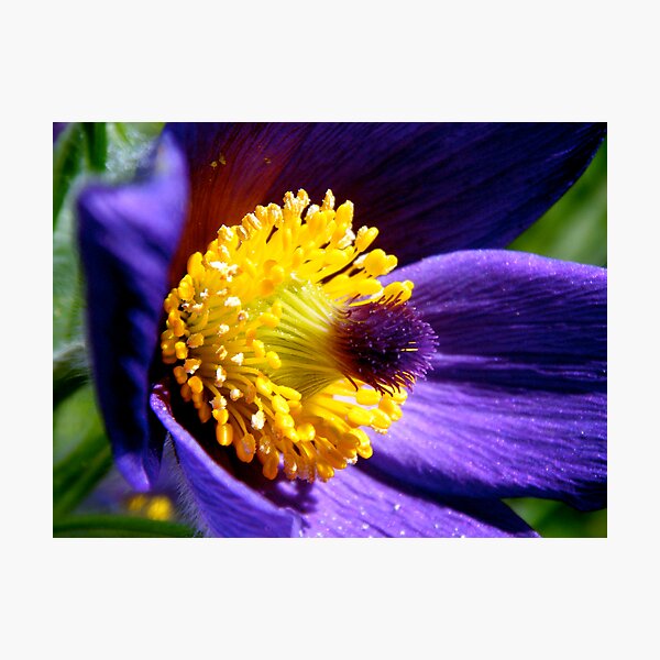 Pulsatilla Purple Photographic Print