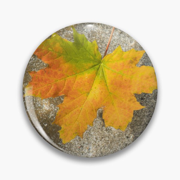 Item preview, Multicolored Maple Leaf Floating in Clear Water designed and sold by Georgia Mizuleva.