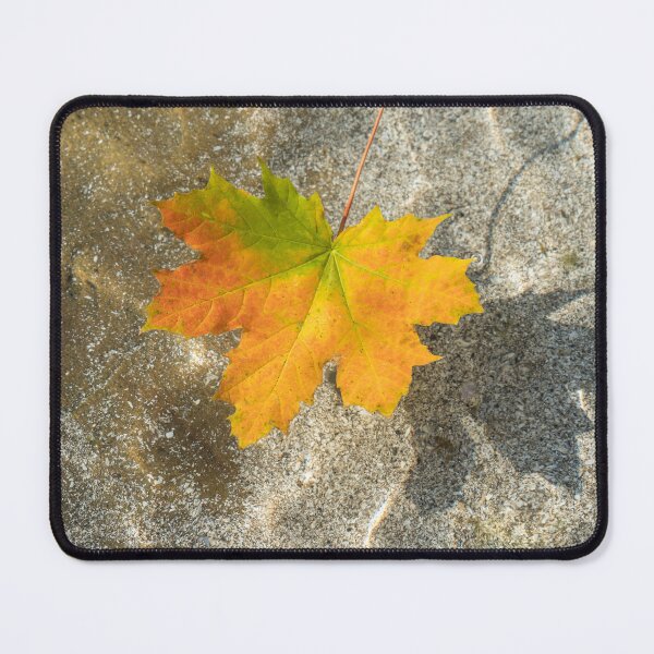 Item preview, Multicolored Maple Leaf Floating in Clear Water designed and sold by Georgia Mizuleva.