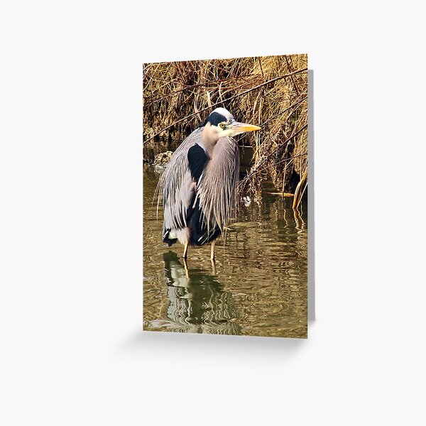 Great Blue Heron Greeting Card