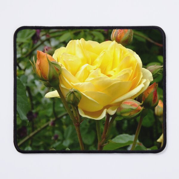 Item preview, Yellow Rose designed and sold by pinkal.