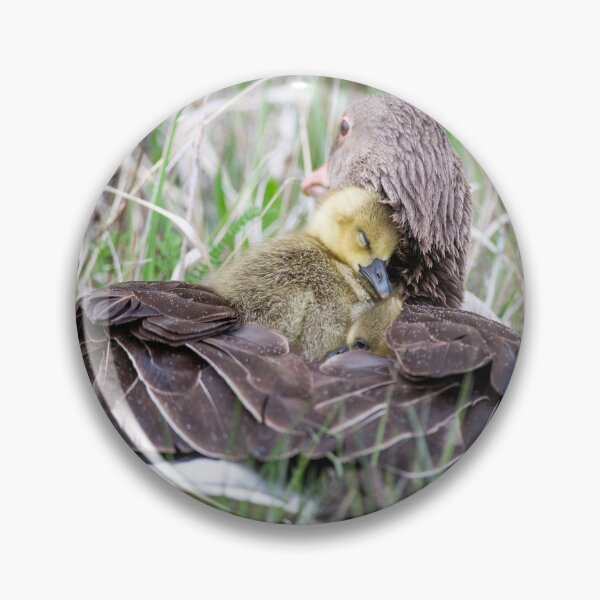 Item preview, Greylag goose snuggles up to its mother in the rain designed and sold by Ingo Gerlach.