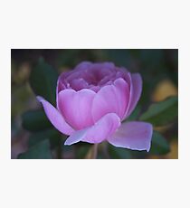 Soft Photographic Print