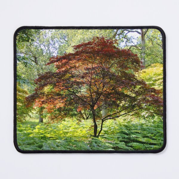 Item preview, Copper Beech Tree designed and sold by pinkal.