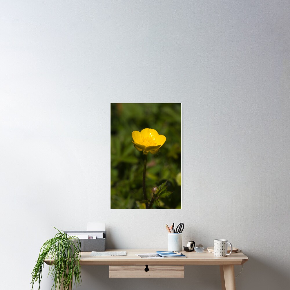 Creeping Buttercup (Ranunculus repens) Poster