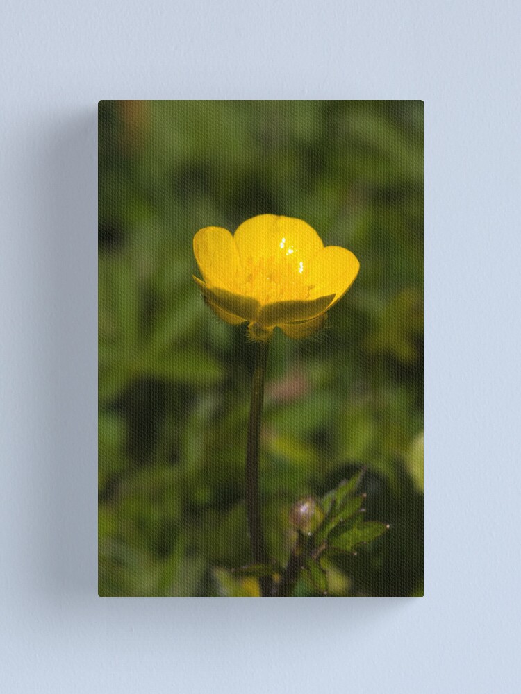 Alternate view of Creeping Buttercup (Ranunculus repens) Canvas Print