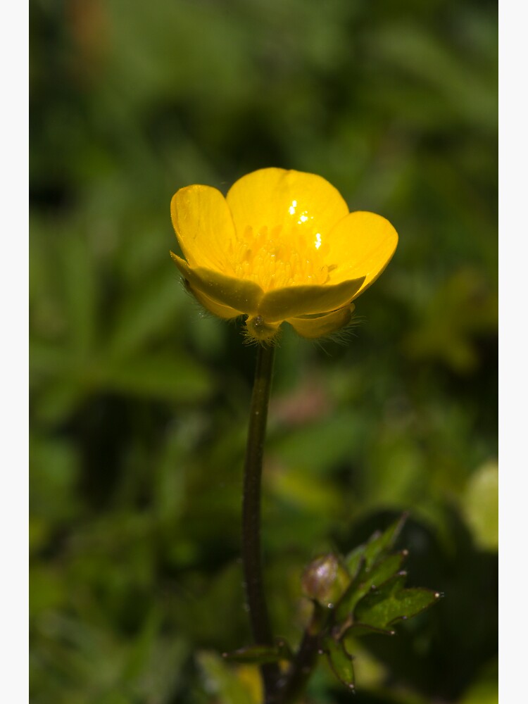 Creeping Buttercup (Ranunculus repens) by SteveChilton