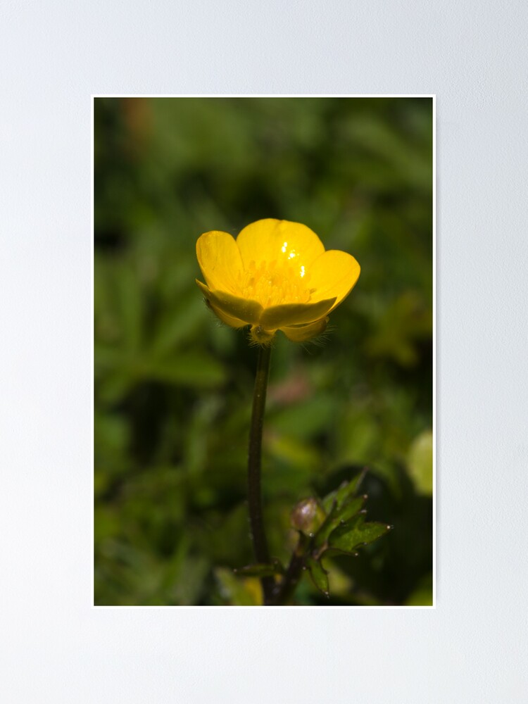 Alternate view of Creeping Buttercup (Ranunculus repens) Poster