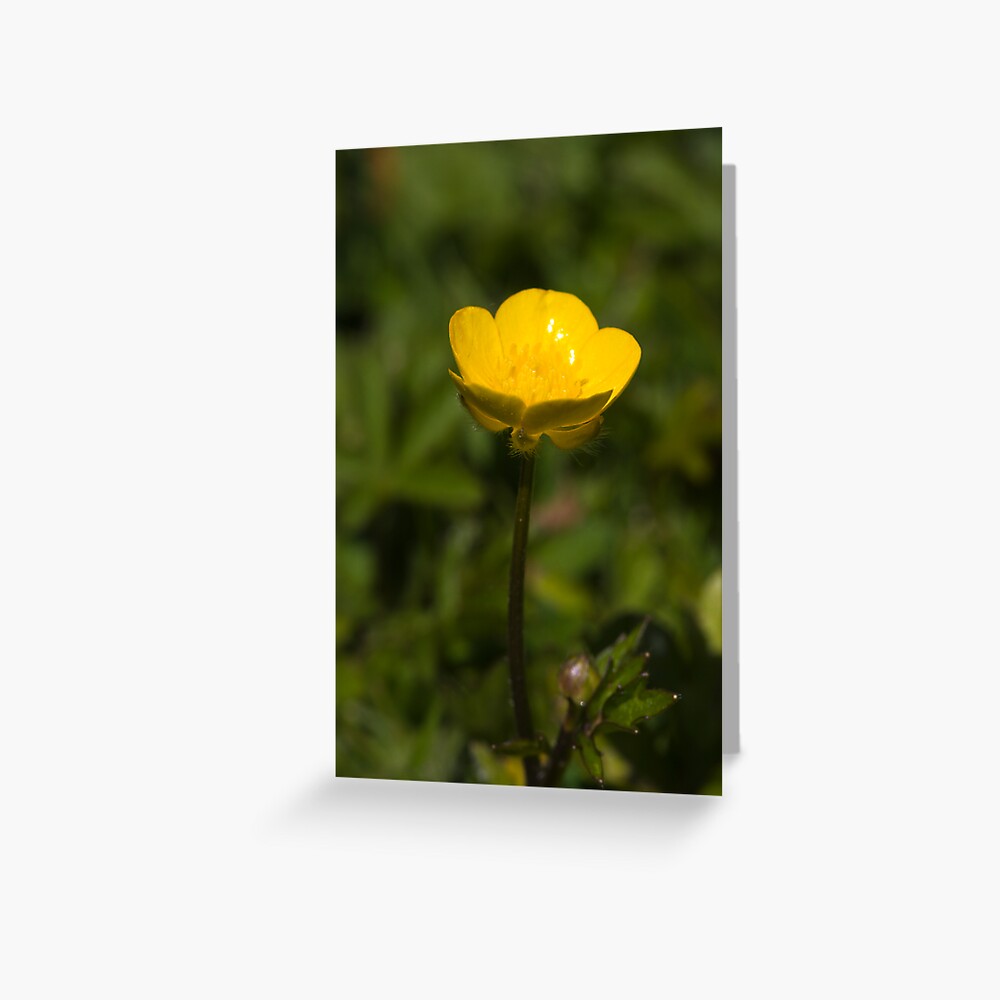 Creeping Buttercup (Ranunculus repens) Greeting Card