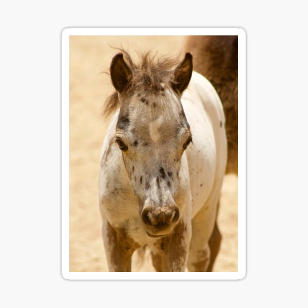 Aperçu de l'œuvre Poulain Appaloosa miniature créée et vendue par Cosmic_Creations.