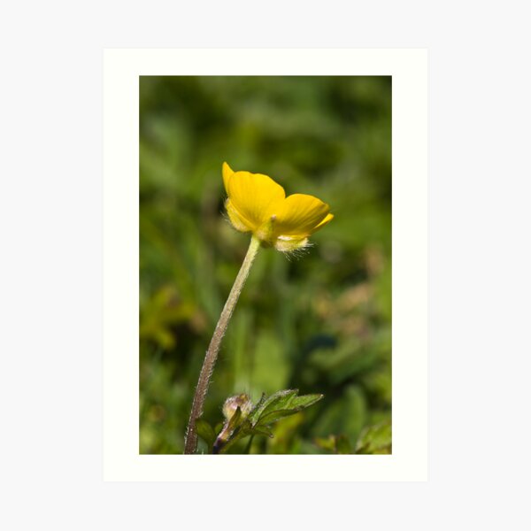 Creeping Buttercup (Ranunculus repens) Art Print