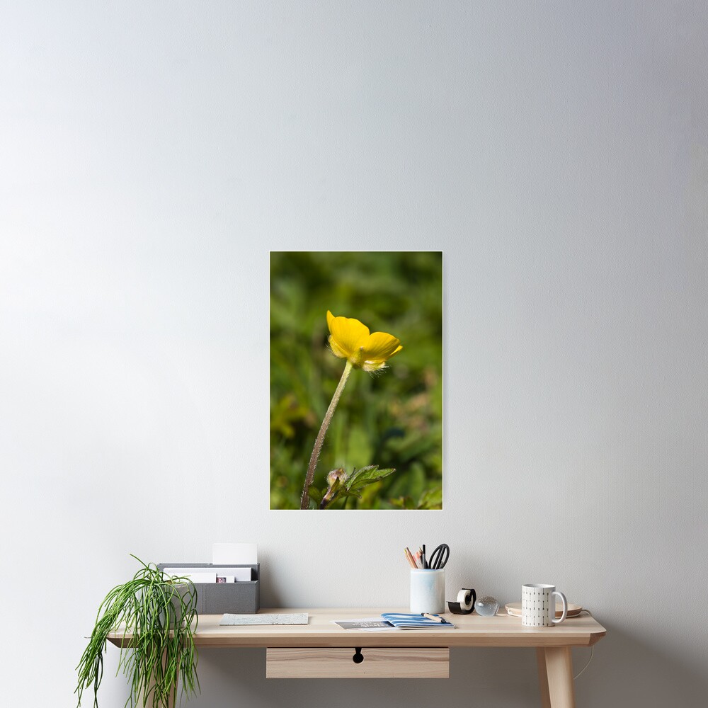 Creeping Buttercup (Ranunculus repens) Poster