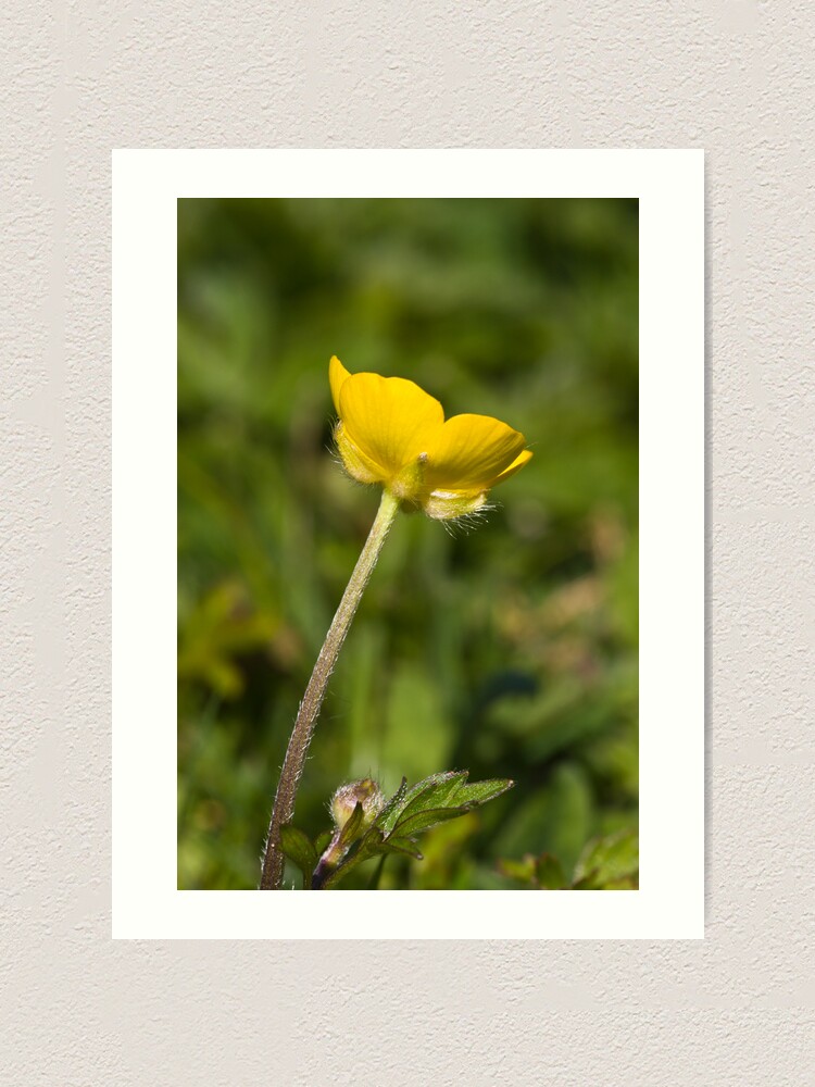 Alternate view of Creeping Buttercup (Ranunculus repens) Art Print