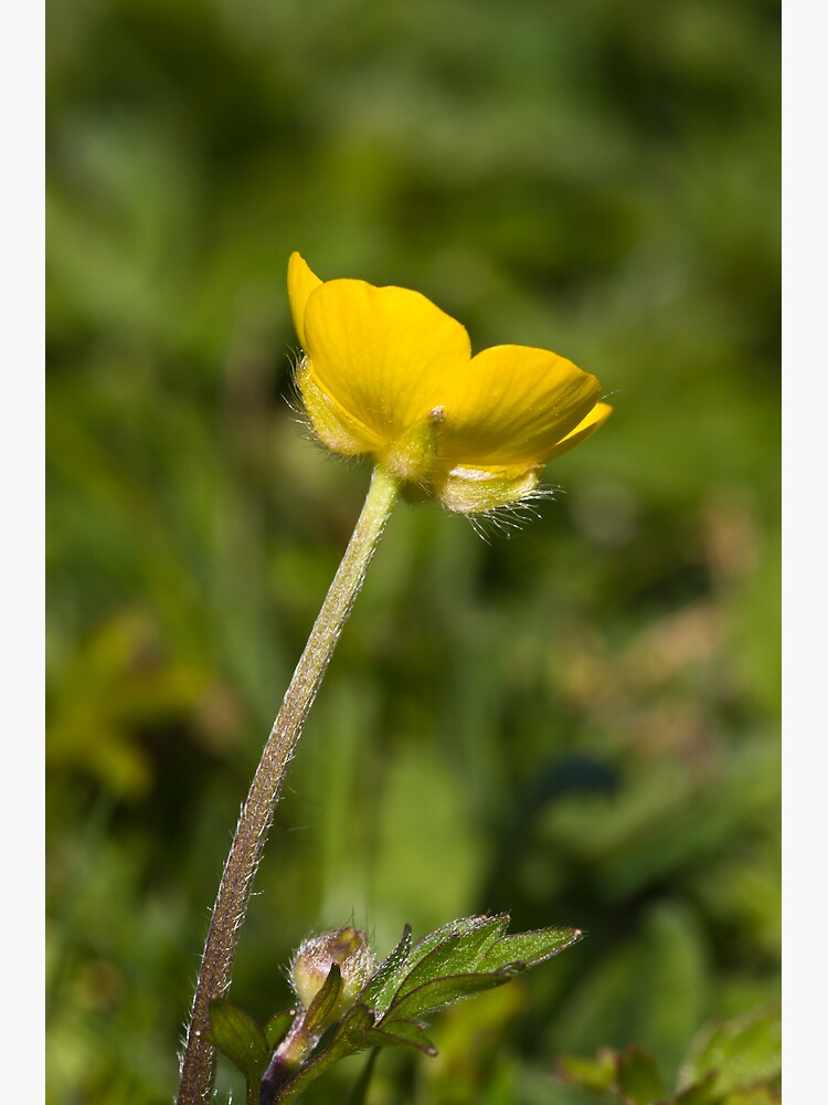 Creeping Buttercup (Ranunculus repens) by SteveChilton