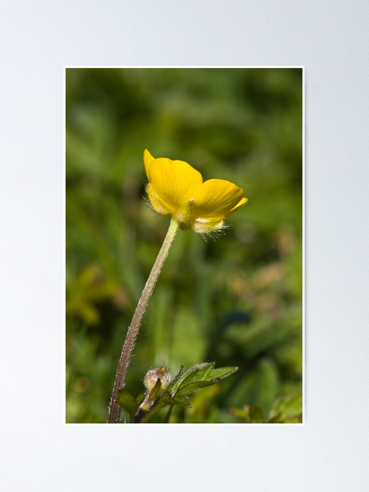 Alternate view of Creeping Buttercup (Ranunculus repens) Poster
