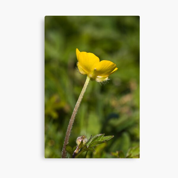Creeping Buttercup (Ranunculus repens) Canvas Print