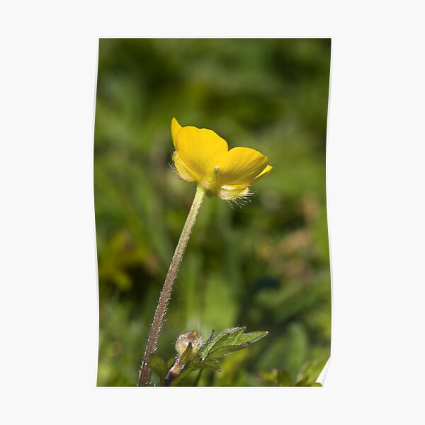 Creeping Buttercup (Ranunculus repens) Poster