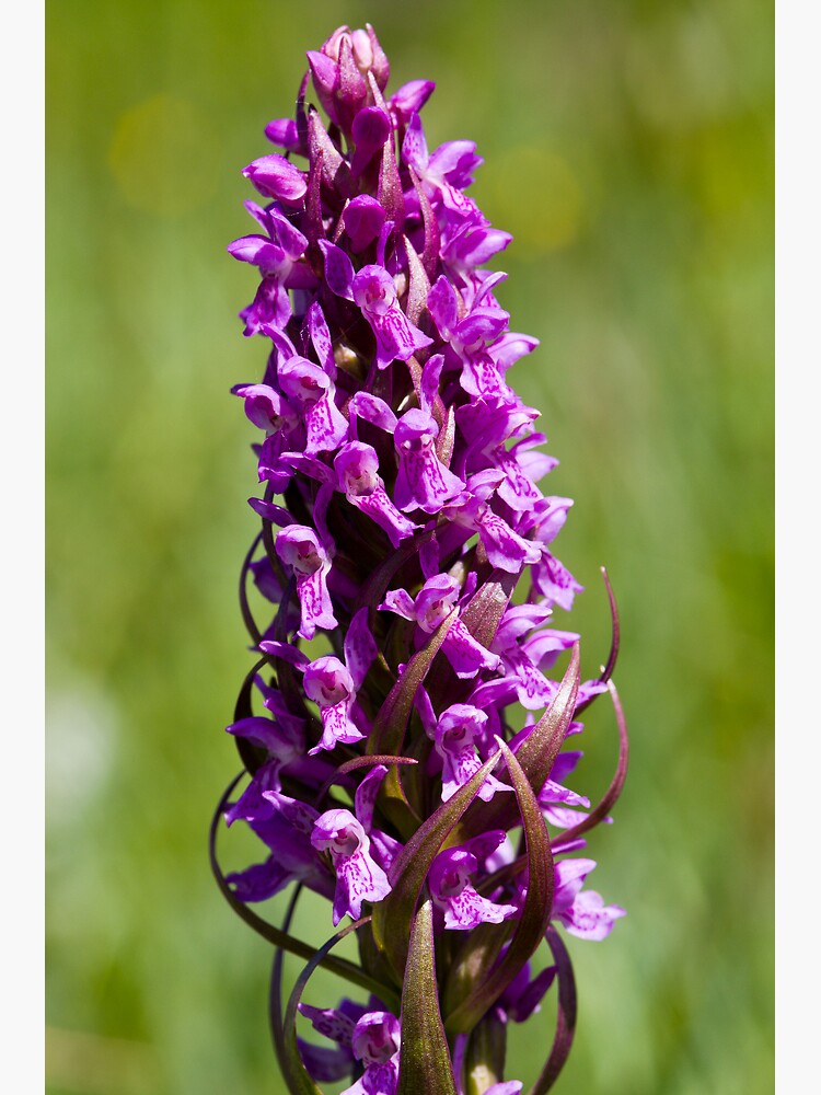Early Marsh Orchid (Dactylorhiza incarnata) by SteveChilton