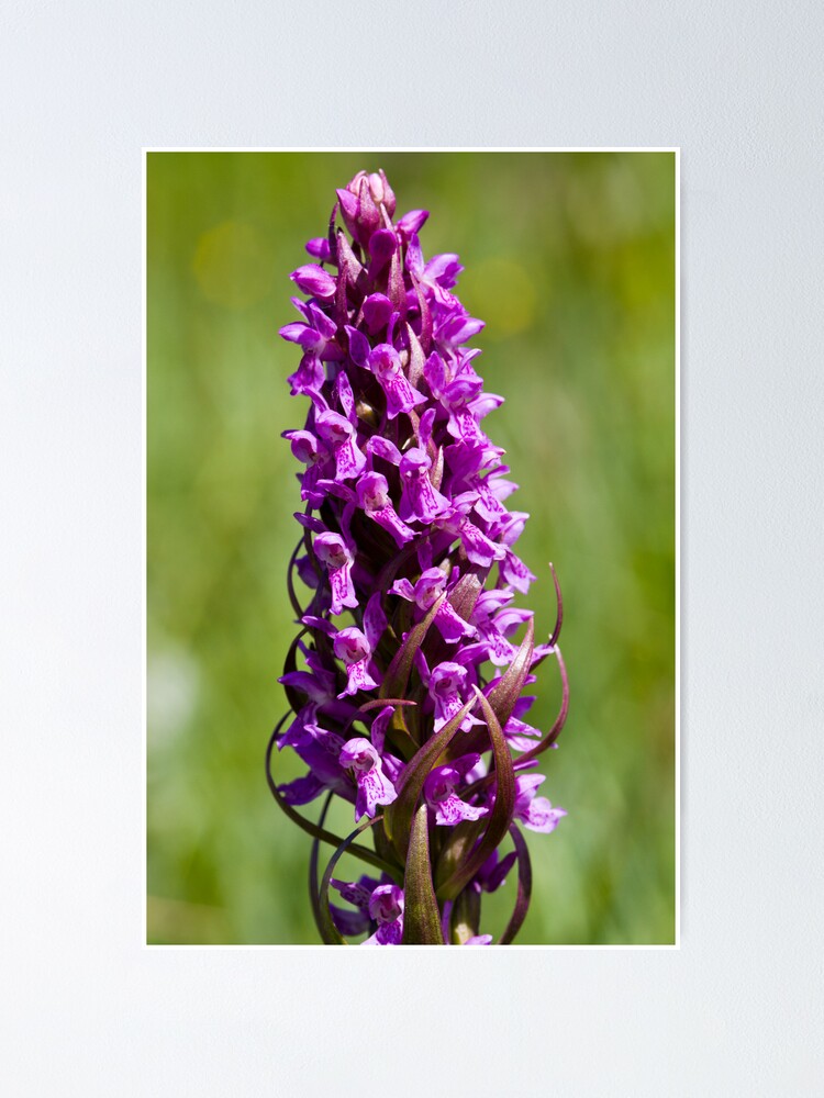 Alternate view of Early Marsh Orchid (Dactylorhiza incarnata) Poster