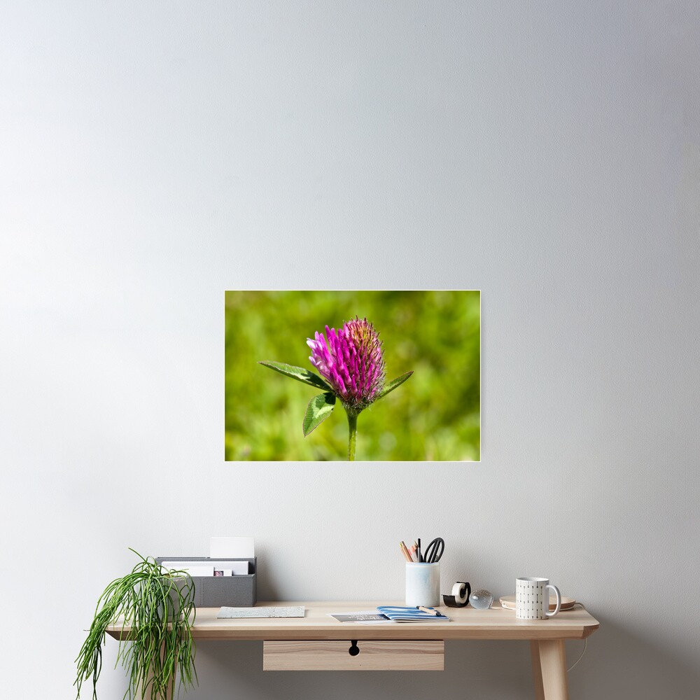 Red Clover (Trifolium pratense) Poster