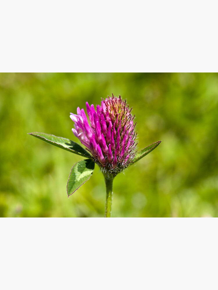 Red Clover (Trifolium pratense) by SteveChilton