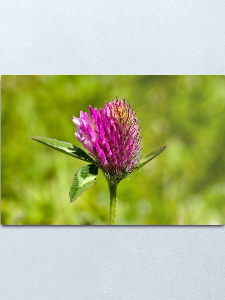 Alternate view of Red Clover (Trifolium pratense) Metal Print
