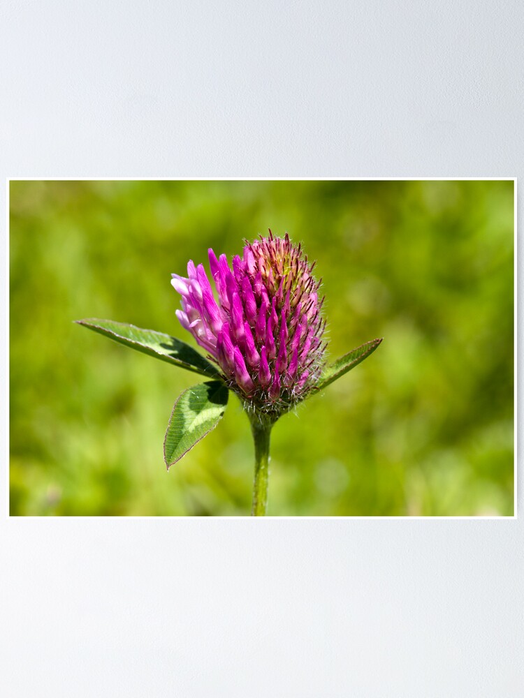 Alternate view of Red Clover (Trifolium pratense) Poster