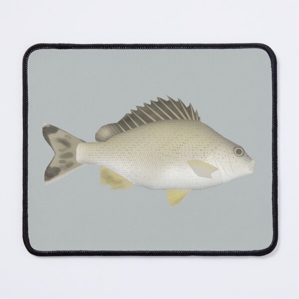 Item preview, Yellowtail Trumpeter designed and sold by fishfolkart.