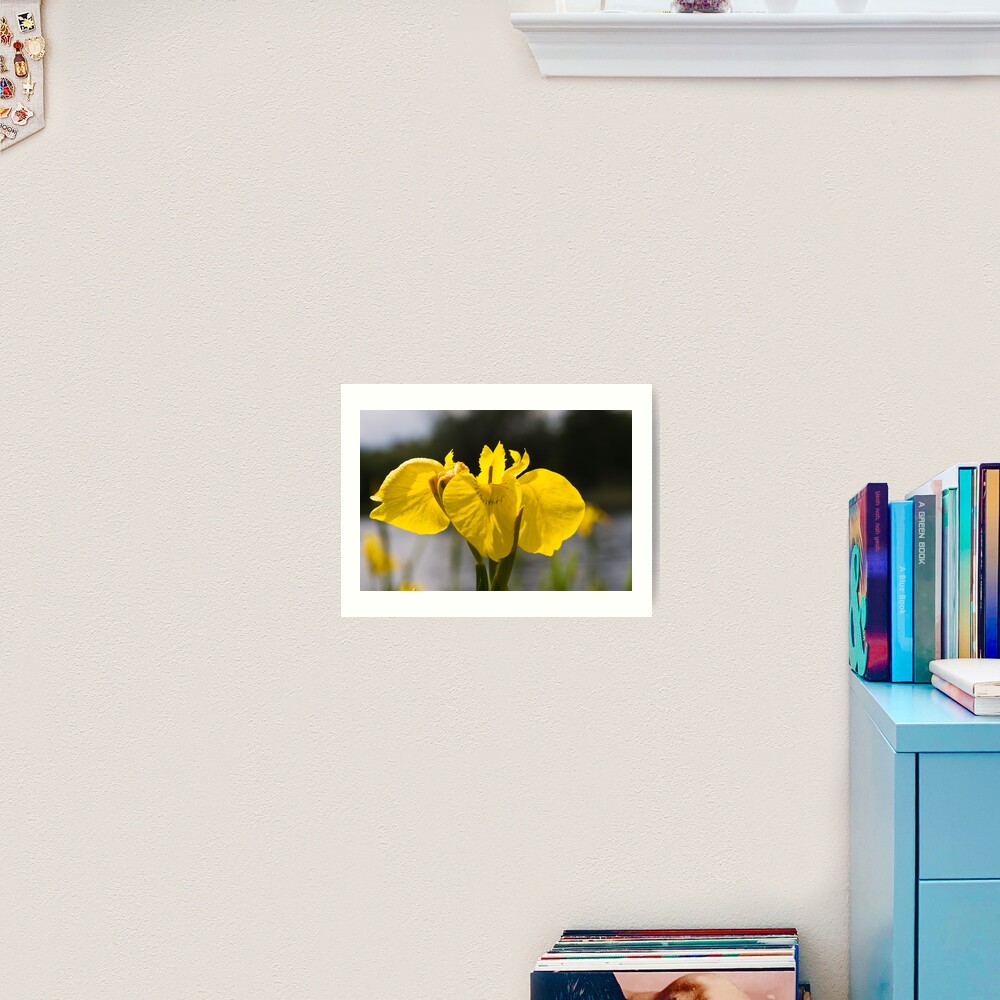 Yellow Iris (Iris pseudacorus) Art Print