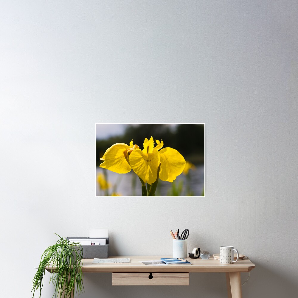 Yellow Iris (Iris pseudacorus) Poster