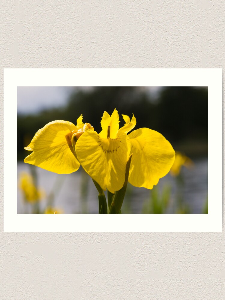Alternate view of Yellow Iris (Iris pseudacorus) Art Print