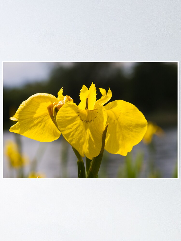 Alternate view of Yellow Iris (Iris pseudacorus) Poster