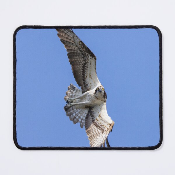 Item preview, Osprey designed and sold by Maxime Bervoets.