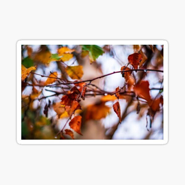 Autumn Morning Leaves  Sticker