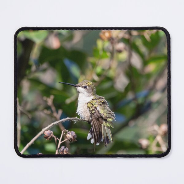 Item preview, Ruby-Throated Hummingbird In My Crepe-Myrtle designed and sold by wenzler.